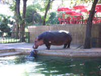 hipopotamos en el zoologico