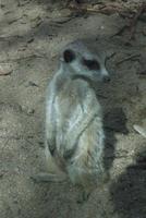 suricate asqueroso