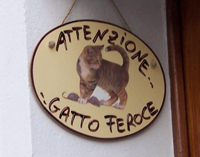 20060103_OjoGato.JPG.jpg