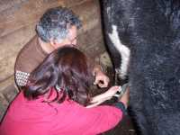 El pap� de Fabiola intentando ense�ar a Claudia acerca de las vacas

Fabiola's father trying to teach Claudia about cows
