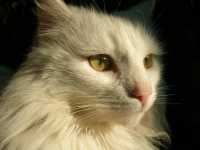 "Mutter", una gata que recogimos en la calle ... �y que estaba pre�ada!. Tuvo sus gatitos y regalamos los gatitos, luego la esterilizamos.

"Mutter", a cat we picked up in the street ... �and was pregnant!. She had her kitten and we gave them away, then we sterilize her.