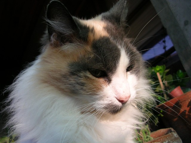 "Rinrin", la primera gata que Fabiola recogi� de la calle cuando empezamos a vivir juntos.

"Rinrin", the first cat Fabiola picked up in the street when we started to live together.