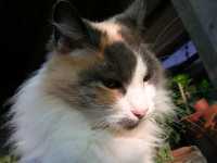 "Rinrin", la primera gata que Fabiola recogi� de la calle cuando empezamos a vivir juntos.

"Rinrin", the first cat Fabiola picked up in the street when we started to live together.