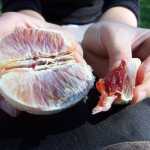 Estas naranjas son muy extra�as, son de color rojo por dentro, al principio pens� que estaban malas. Son bastante dulces.

These oranges are very weird, they are red inside, at the beginning I thought they were rotten. They are pretty sweet.