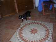 Mosaico en el piso.Mosaic in the floor.
