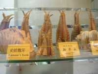 
Una tienda donde vend�an cuerno de ant�lope y diente de dinosaurio.

A store where they sell antelope horn and dinosaur teeth.
