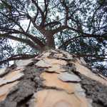 Una foto de un �rbol por Fabiola.

A photo of a tree by Fabiola.