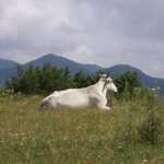 Una "muca" (vaca)

A "muca" (cow)