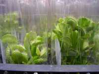 Plantas carn�vorasCarnivore plants