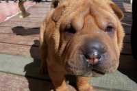 Un cachorrito horrible de S.S.' horrible puppy