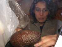 L. preparando un aguacate/una paltaL. preparing an avocado