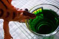Dino tomando mentaDino drinking peppermint