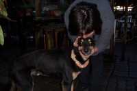 Fabiola ensaya un remedio popular en uno de los perros que estaba resfr�ado: un collar de corontas de choclo y rebanadas de lim�nFabiola tries a popular remedy on a dog that had catch a cold: a collar made of corn kernels and slices of lemon