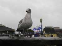 GaviotaSeagull