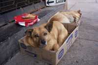 Perros vagabundos, un problema muy com�n en Chile donde el abandono y la mala tenencia de perros es un mal generalizadoStray dogs, a very common problem in Chile where abandonment and in general irresponsible dog owning are widespread