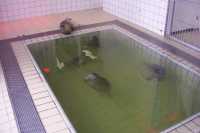Focas beb� llegadas hace pocos mesesBaby seals that arrived a few months ago