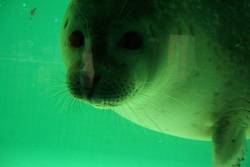 Highlight for Album: Focas // Seals