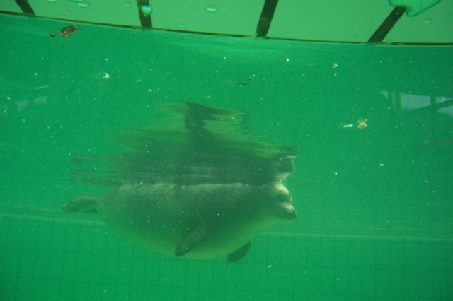 Foca bajo el aguaSeal underwater