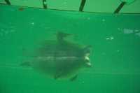 Foca bajo el aguaSeal underwater