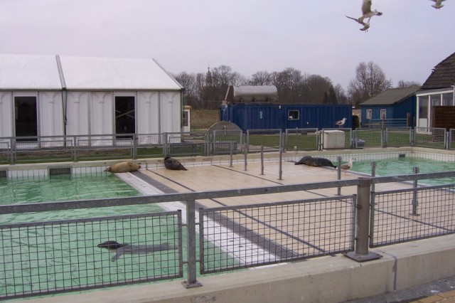 El centro funciona como un hospital y un refugio; las focas est�n en distintas piscinas de acuerdo a su estado de saludThe center works as a hospital and a shelter; the seals are in different ponds according to their health status