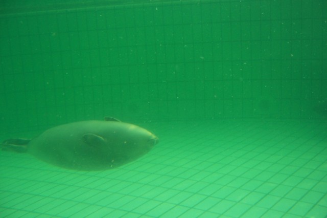 Nos sorprendi� que las focas nadan bajo el agua a menudo de espaldas y que tienen una especie de diminutas u�as en las aletas traserasWe were surprised because seals swim underwater often on their backside, and they have a kind of small nails in their rear fins