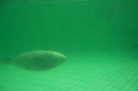 Nos sorprendi� que las focas nadan bajo el agua a menudo de espaldas y que tienen una especie de diminutas u�as en las aletas traserasWe were surprised because seals swim underwater often on their backside, and they have a kind of small nails in their rear fins