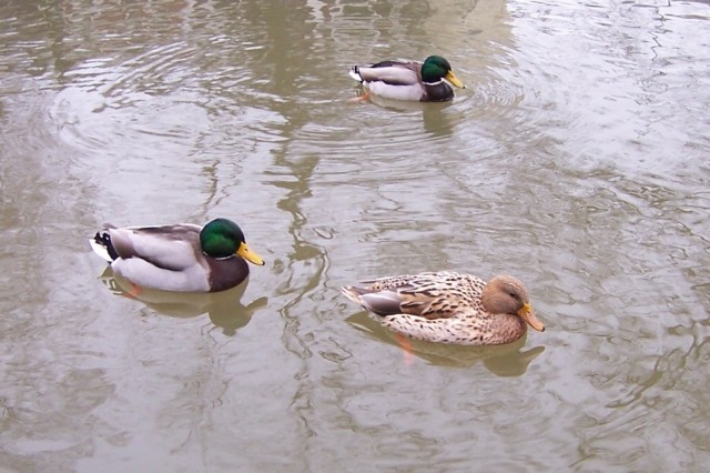 Los patos persiguieron a Fabiola un buen rato despu�s de que ella los llam�The ducks chased Fabiola for a while after she called them