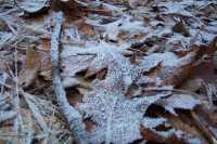 Hojas congeladasFrozen leaves