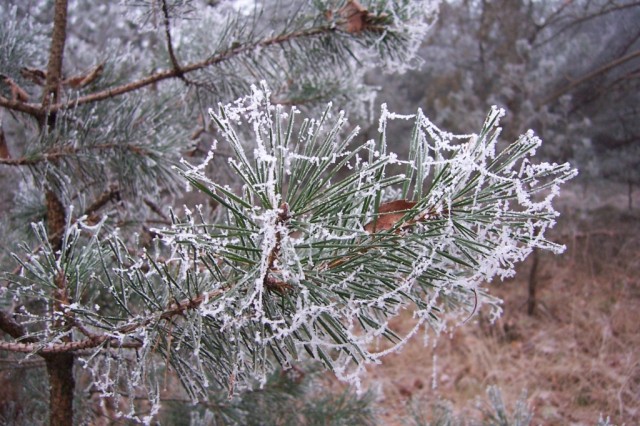 Ramas con nieveBranches with snow