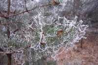 Ramas con nieveBranches with snow