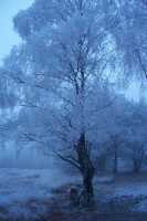 Nos encontramos con una se�ora haciendo skating en el lago; su bicicleta est� apoyada en este �rbolWe found a lady skating on the lake; her bicycle is leaning against this tree