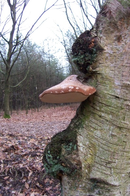 HongosMushrooms