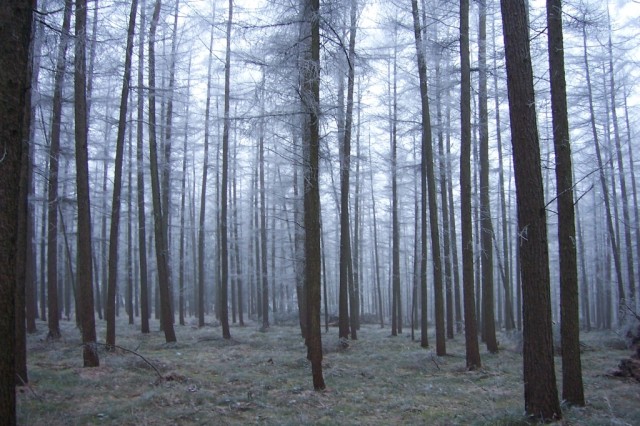 El bosque fr�oThe cold woods