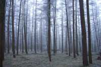 El bosque fr�oThe cold woods