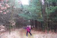 "Caminando" por el bosque"Walking" in the woods