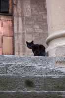 Gato negro entre ruinas romanasBlack cat in Roman ruins