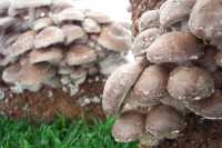 Hongos shiitakeShiitake mushrooms