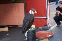 Un halc�n atadoA falcon tied