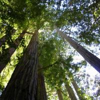 Redwoods