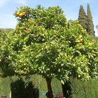 Orange tree