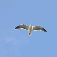 Seagull
