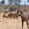 Kenya_Antilope Acuatico_Waterbuck_Meru_DSC_0561_retocada