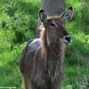 Kenya_Antilope Acuatico_Waterbuck_Nakuru_DSC_0249_retocada