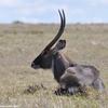 Kenya_Antilope Acuatico_Waterbuck_OlPejeta_DSC_0567_retocada