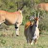 Kenya_Antilope Eland_MasaaiMara_B_DSC_0070_retocadaç