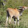 Kenya_Antilope Eland_MasaaiMara_B_DSC_0071_retocada