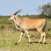 Kenya_Antilope Eland_MasaaiMara_B_DSC_0175_retocada