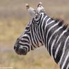 Kenya_Cebra_Amboseli_B_DSC_0332_retocada