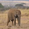 Kenya_Elefantes_Amboseli_A_DSC_0159_retocada