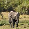 Kenya_Elefantes_Amboseli_B_DSC_0106_retocada